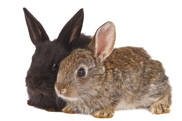 small rabbits isolated