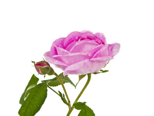 Fototapeta premium Tea pink rose isolated