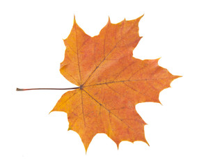 autumn leaf isolated