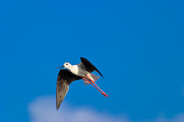 Black-Winged Stilt