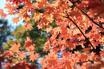 紅葉