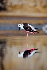 Black-Winged Stilt