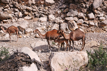 Chameaux sur la route du sud du Maroc