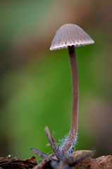 Mycena