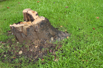 Old tree stump cut in green field.