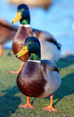 Duck in the pond