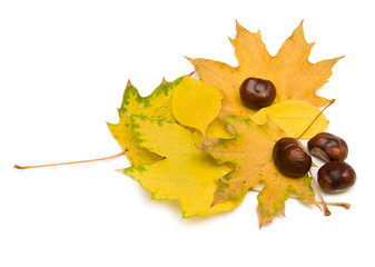 autumn leaves and chestnuts