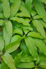 Fototapeta na wymiar Leaves of mango tree