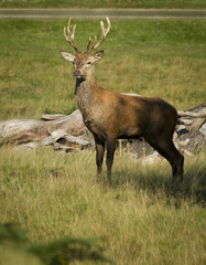 Young red deer stag during the Autumn rut