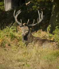 Red deer stag resting during Autumn rut