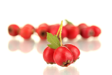 Hawthorn isolated on white background close-up
