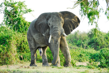 Fototapeta premium Male African elephant, Kazinga Channel (Uganda)