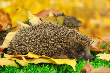 Hedgehog on autumn leaves in forest