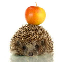 Hedgehog with apple, isolated on white