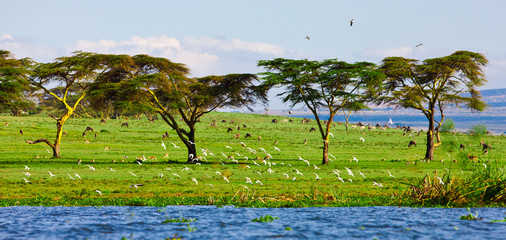 Naklejka premium Beautiful African landscape, Lake Naivasha, Kenya
