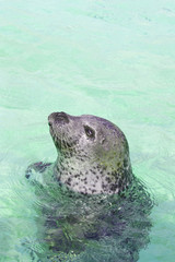 Fototapeta premium Seal looking from water