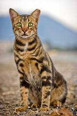 Bengal cat looking straight