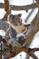 koala tree