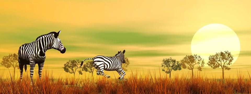 Fototapeta Zebras in the savannah