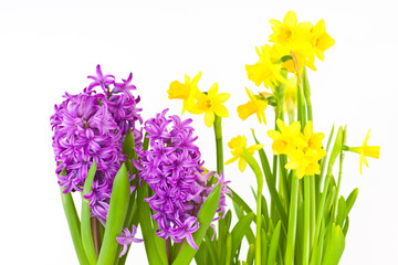 Osterglocken und Hyazinthen, Daffodils and hyacinths