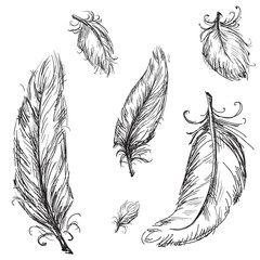 vector feathers