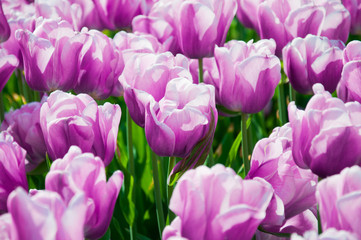 Obraz premium tulips