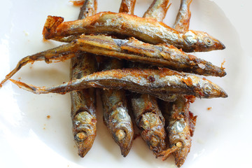 Capelin