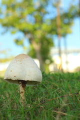 Mushroom on a grass