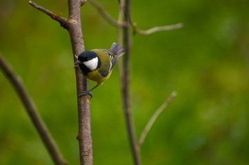 Tit - Parus major