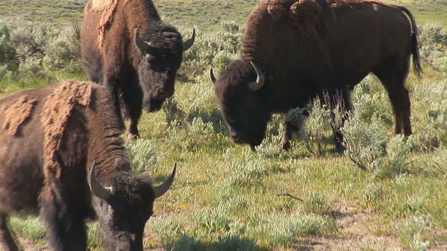 Bison in Yellowstone National Park