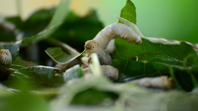 silkworm eating  mulberry leaf