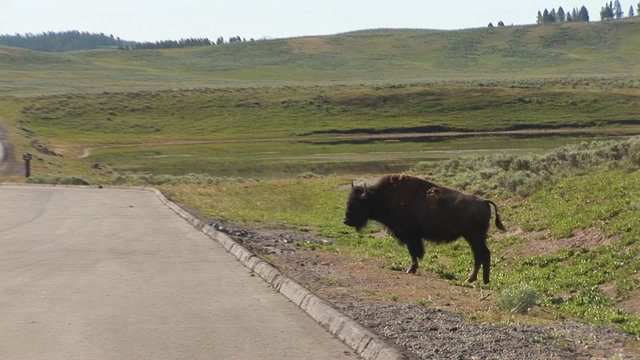 Bison in Yellowstone National Park