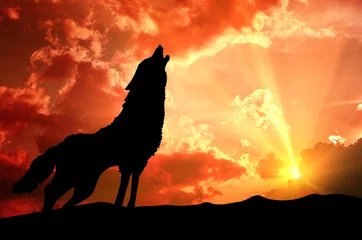 Deurstickers lone wolf howling at the sunset © foxaon