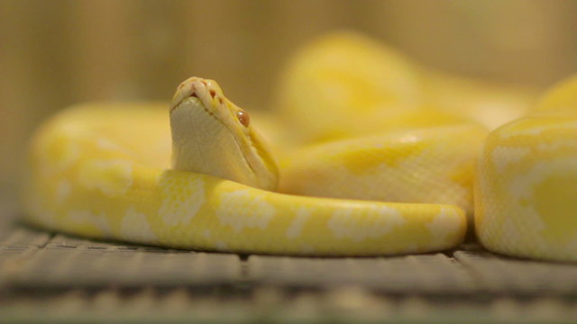 yellow snake