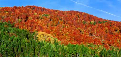 autumn landscape - 46362013