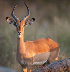 Impala