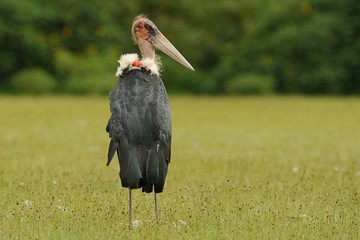 Marabu