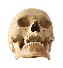 Fototapeta premium Human skull.