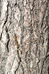 Baumrinde_2