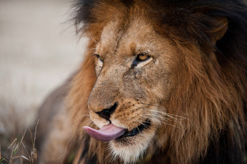 Lion sticking his tongue out