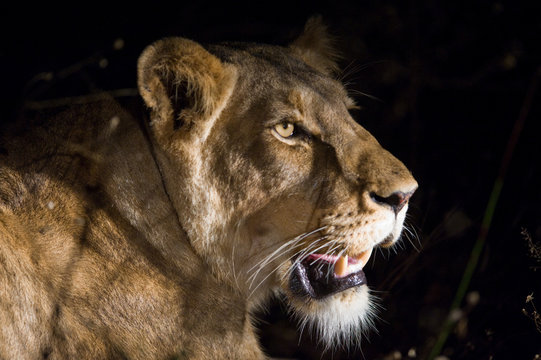 Female Lion At Night