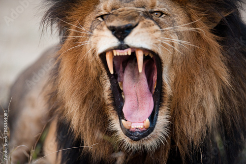 львица рык клыки пасть the lioness roar fangs mouth бесплатно