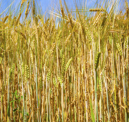 corn field in detail