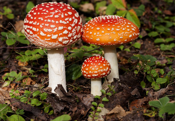 A family of Bright red fly agaric