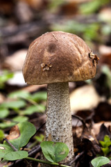 Edible mushroom (Leccinum Aurantiacum) with brown caps