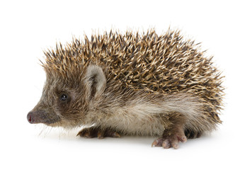 Obraz premium hedgehog isolated