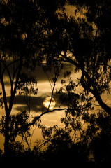 ユーカリの森に沈む夕日