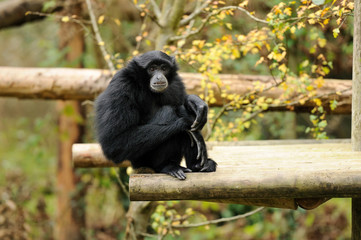 Monkey