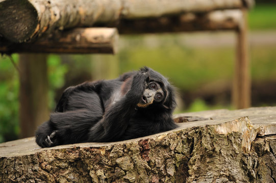 Monkey on a stump