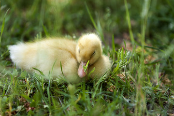 Sweet little duck asleep.